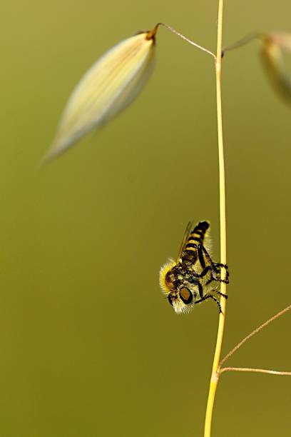 istock Insects in their natural environment 1329672840