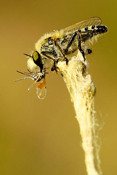 istock Insects in their natural environment 1329672870