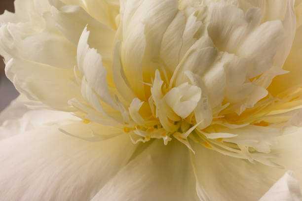 istock white peony flower isolated on dark background 1329672919