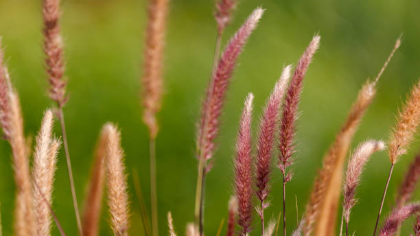 Red pennisetum grass Red ripe pennisetum grass ears on a wild green grasses background pennisetum stock pictures, royalty-free photos & images