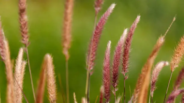 Red ripe pennisetum grass ears on a wild green grasses background
