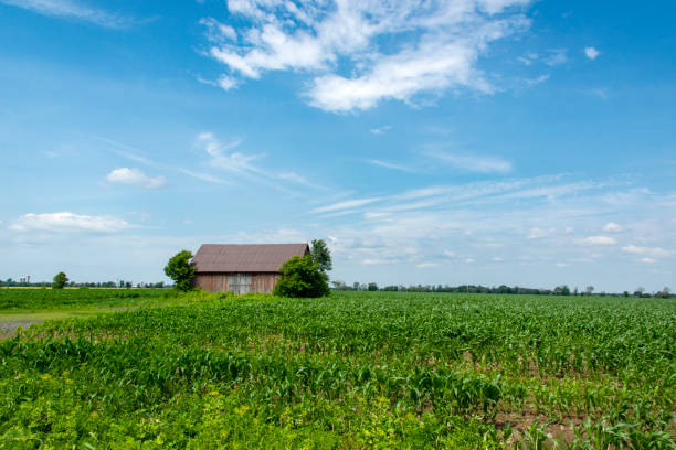 istock Farm in a corn field in summer 1329673628