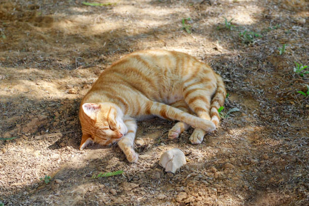istock A lonely ginger cat sleep in the desert 1329675038