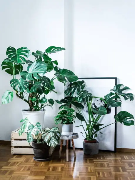 Plants make your home so much more relaxing and welcoming. One of famous houseplants is the Monstera Deliciosa, also known as Swiss Cheese Plant. The indoor plant has several different varieties which all look stunning in the interior design of your apartment.