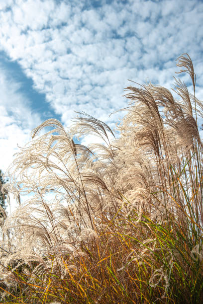 istock In autumn, the park looks down at the reed 1329676750