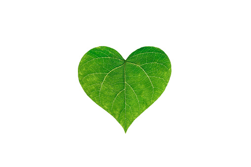 Green leave are laid out in the shape of a heart on a white isolated background. The concept of love for nature. Eco concept, nature and ecology protection. selective focus. copy space. top view.