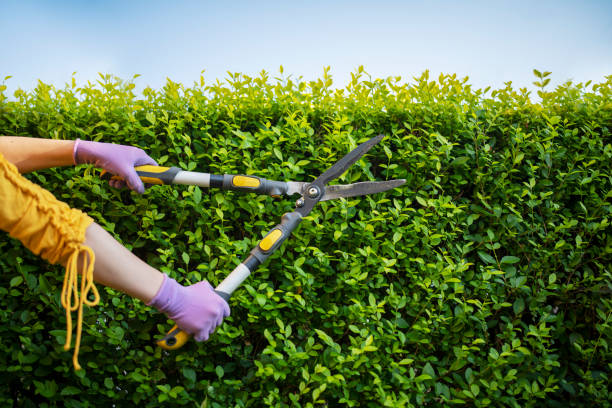 istock Female gardener trimming hedge in a garden 1329677949