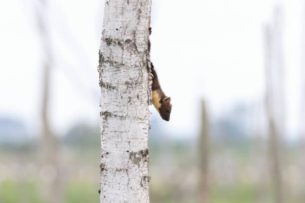 European pine marten (Martes martes) Usedom Germany