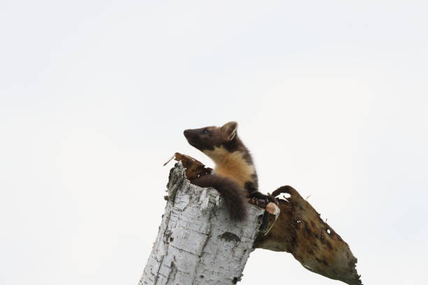istock European pine marten (Martes martes) Usedom Germany 1329678406