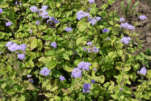 małe lawendowe kolorowe kwiaty ageratum houstonianum w lipcu - whiteweed zdjęcia i obrazy z banku zdjęć