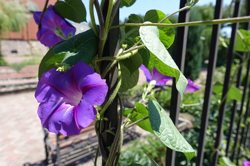 Stems, leaves and purple flowers of morning glory in July