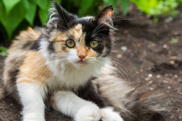 istock Young tricolor fluffy kitten. Adorable white-red, black cat 1329681318