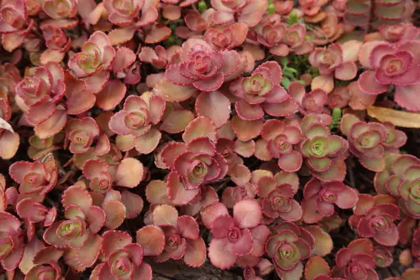 Pink fleshy leaves of Sedum spurium in August