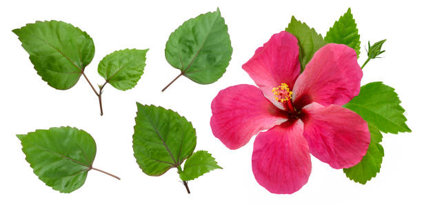 istock Hibiscus flower isolated on white background 1329681487