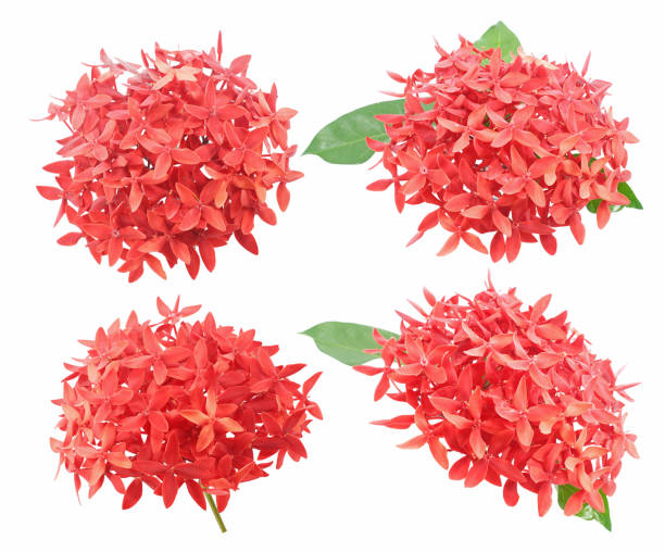 Ixora flower isolated on white background