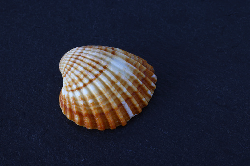 Seashells sitting upon slate background as souvenir. High resolution 45Mp image using Canon EOS R5 with associate lens