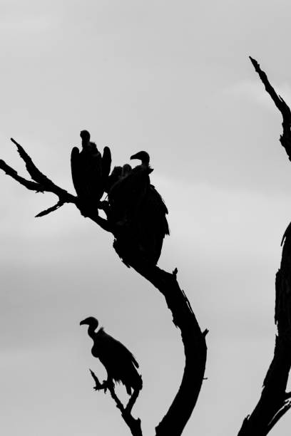 istock White-backed Vulture silhouette over a kill as the sun sets in Africa 1329681680