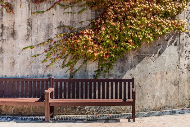 istock Beautiful and lonely autumn leaves 1329681885