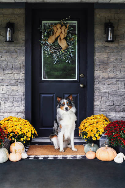 australian shepherd hund sitzt auf einer herbstlich geschmückten veranda - amerikanischer porch stock-fotos und bilder