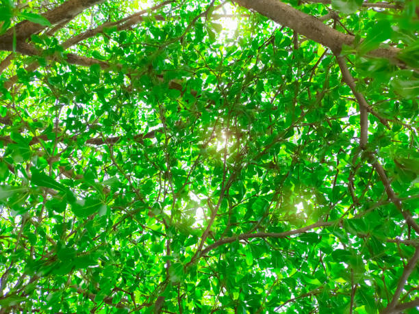 Bottom view of tree and green leaves in tropical forest with sunlight. Fresh environment in park. Green plant give oxygen in summer garden. Forest tree with small leaves on sunny day. Go green concept