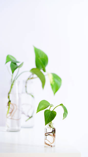 jeunes pousses de pothos doré,epipremnum aureum enraciné dans une bouteille en verre transparent dans de l’eau. propagation pothos plante diables lierre,lierre arum,ceylan creeper de la coupe des feuilles dans l’eau. espace de copie. - ivy houseplant isolated plant photos et images de collection