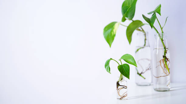 jeunes pousses de pothos doré,epipremnum aureum enraciné dans une bouteille en verre transparent dans de l’eau. propagation pothos plante diables lierre,lierre arum,ceylan creeper de la coupe des feuilles dans l’eau. espace de copie. - ivy houseplant isolated plant photos et images de collection