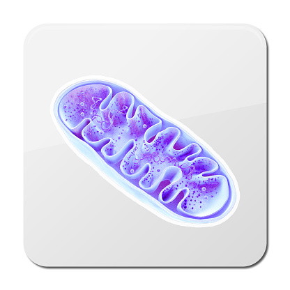 Mitocondrias, orgánulos celulares, producir energía, energía celular y respiración celular, ADN, representación 3D photo