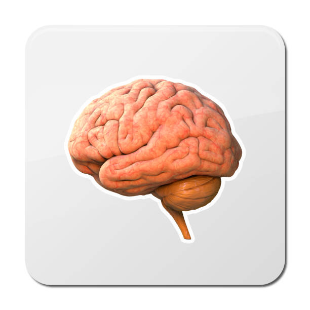 istock 3D brain rendering in side view isolated on white background with clipping mask for use in any background, 3d 1329684587