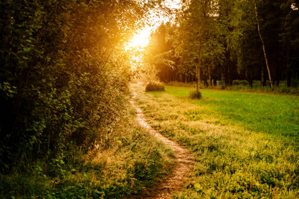 istock A beautiful path in the park at sunset. Amazing natural landscape 1329685824
