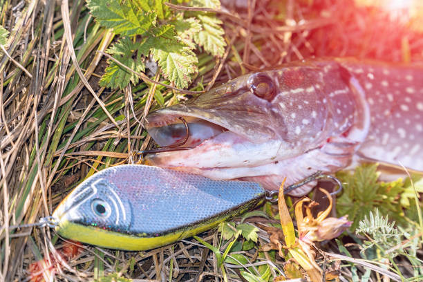 luccio sull'erba con esca in bocca - fish catch of fish catching dead animal foto e immagini stock
