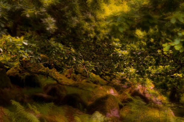 Ancient trees grow among scattered gritstone boulders in Padley Gorge, Hope Valley, Derbyshire.