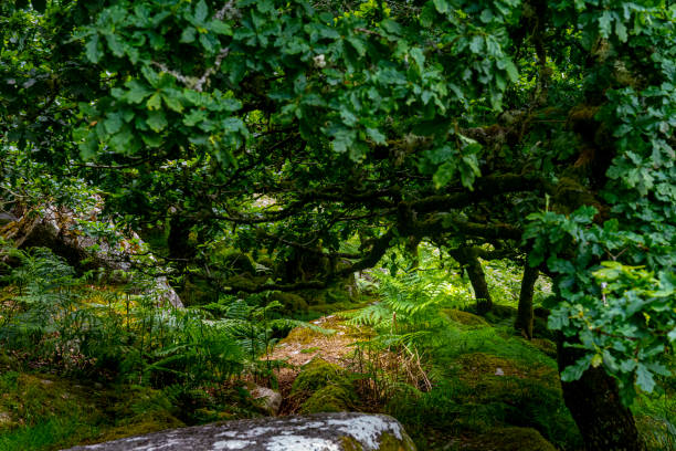 istock Deciduous moss covered trees in a wood on Dartmoor 1329686825