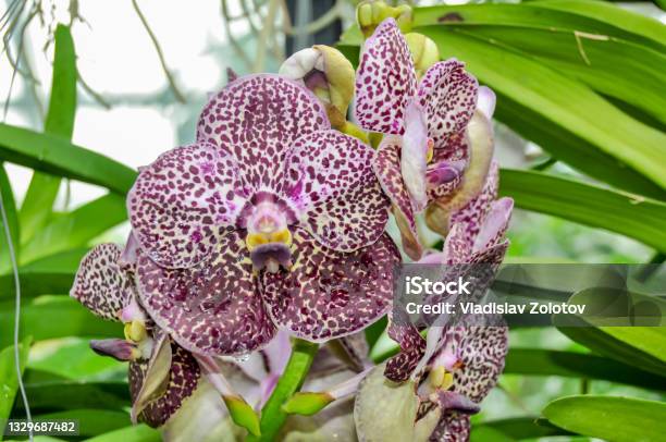 Orchid Flower In Kew Gardens Greenhouse London Uk Stock Photo - Download Image Now
