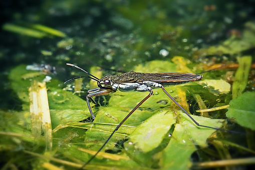 Gerris lacustris Common Water Strider Insect. Digitally Enhanced Photograph.