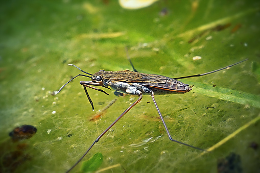 Gerris lacustris Common Water Strider Insect. Digitally Enhanced Photograph.