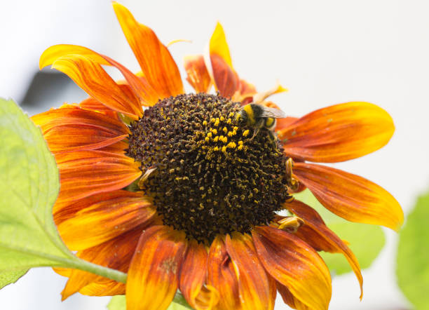 istock Sunset Orange Sunflower with a honey bee feeding on the pollen 1329690705