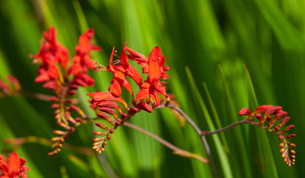 istock A Crocosmia called Lucifer in a garden setting with wall brick in background. 1329690841