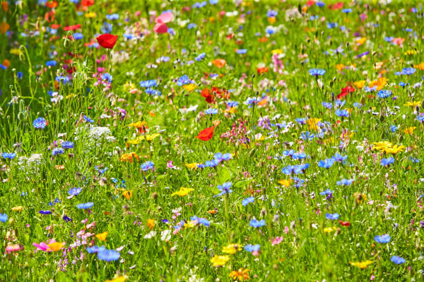 wildflower meadow in the summer sunshine with cornflowers, poppies, cow parsley, red flax flower and grasses. - cow parsley imagens e fotografias de stock