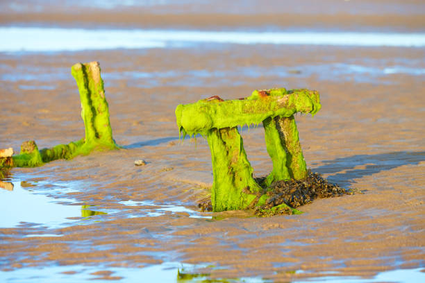 Sandy beach and archs with green moss on the daytime.Sandy beach and archs with green moss on the daytime.