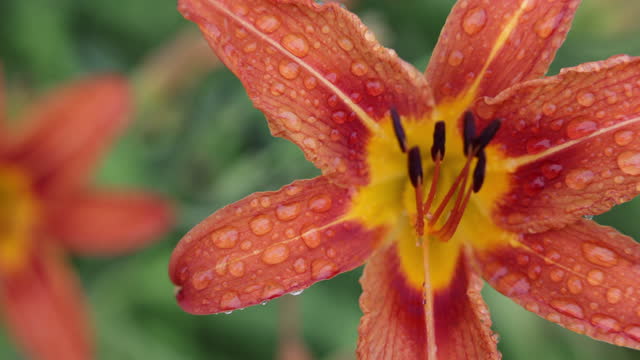 Orange Hemerocallis Flower
