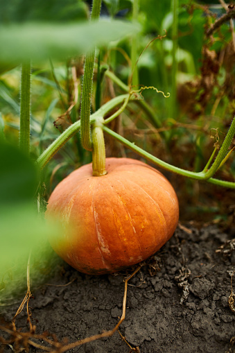 A pumpkin in a farmer's patch waiting to harvest, Ripe, Organic pumpkins in the garden, autumn harvest