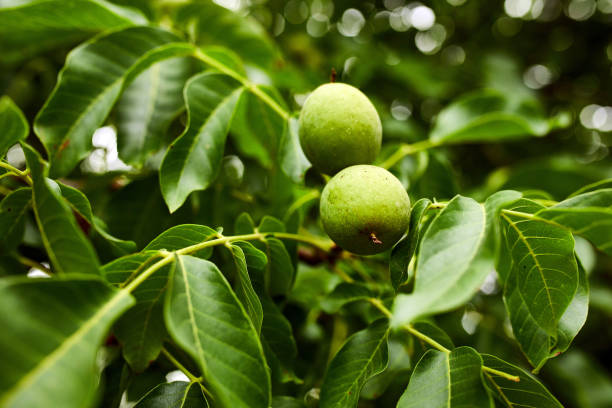 istock Walnuts ready to harvest from tree, Green leaves background 1329693275