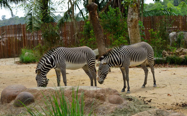 istock Grevys zebra with beautiful white stripes in the park 1329693332