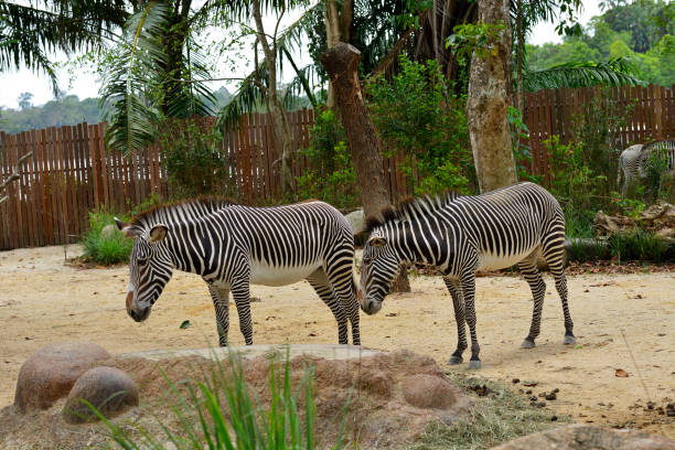 istock Grevys zebra with beautiful white stripes in the park 1329693362