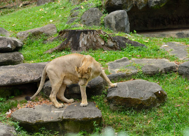 istock Beautiful lion in the park 1329693365