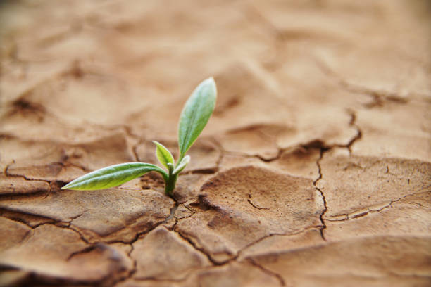 istock Sprout grow in dry ground 1329693543
