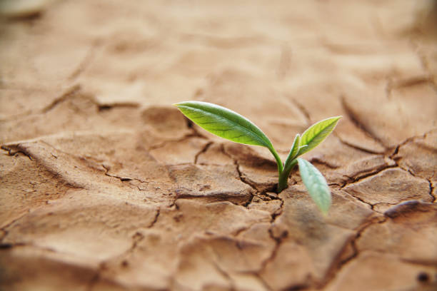Sprout grow in dry ground