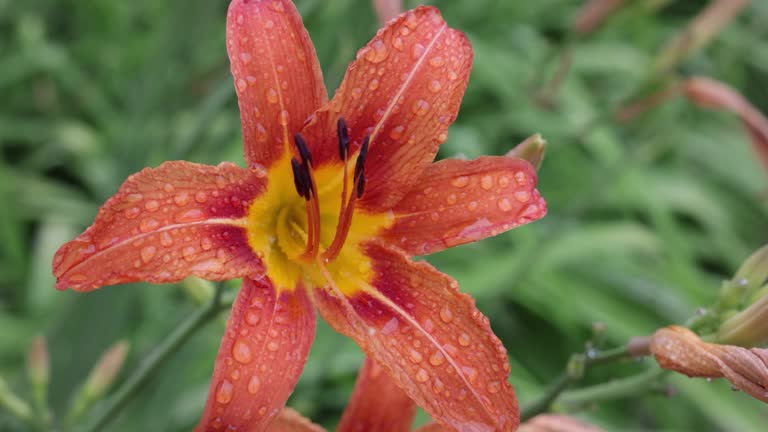 Orange Hemerocallis Flower