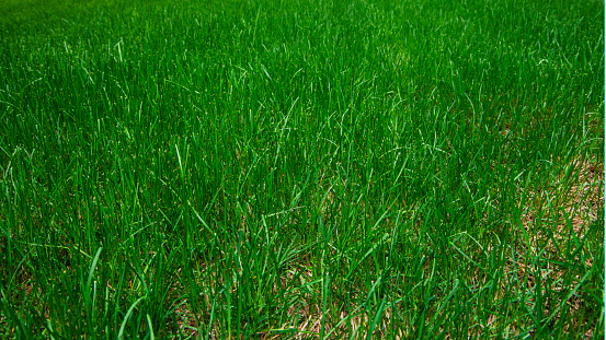 green grass. summer natural background