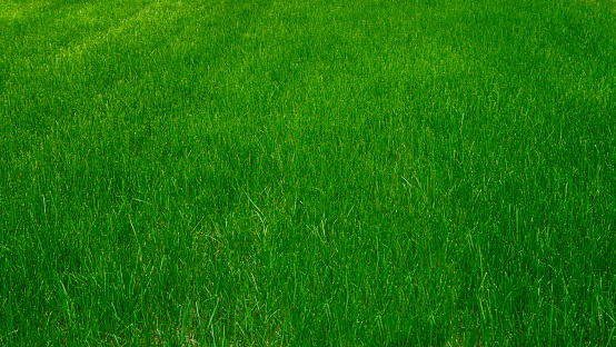 Green grass flat lay background. Authentic natural green grass lawn flat lay background